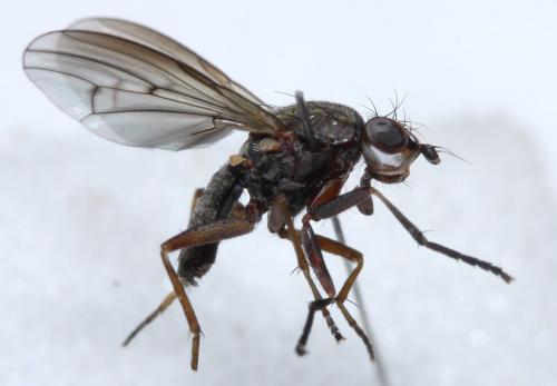 Pherbellia cinerella