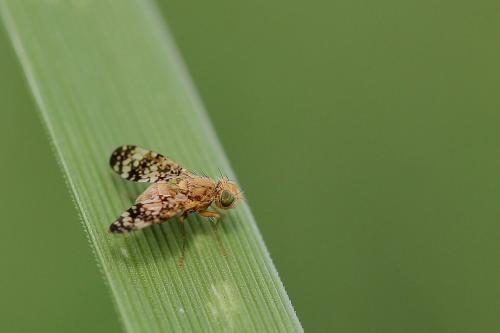 Oxyna sp.