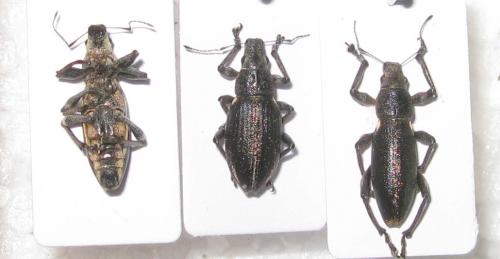 Brachyderes lusitanicus