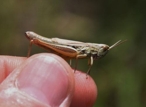 Euchorthippus declivus