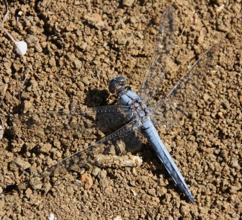 Réf. 75 568 : Orthetrum brunneum