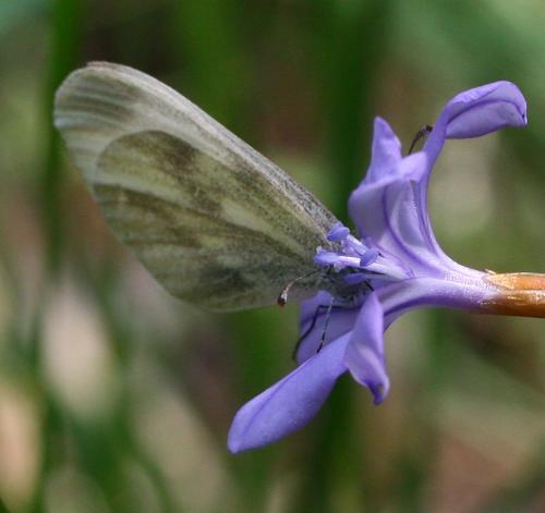 Leptidea sp.