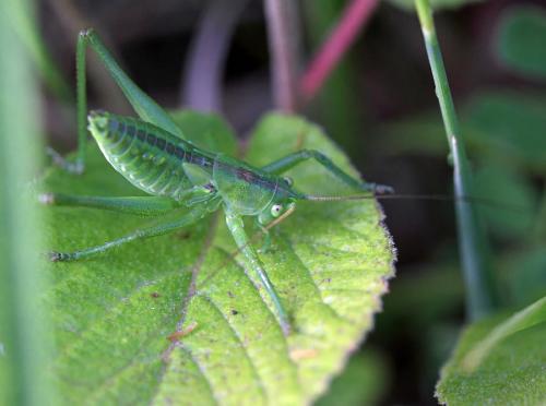 Réf. 75 942 : Tettigonia viridissima