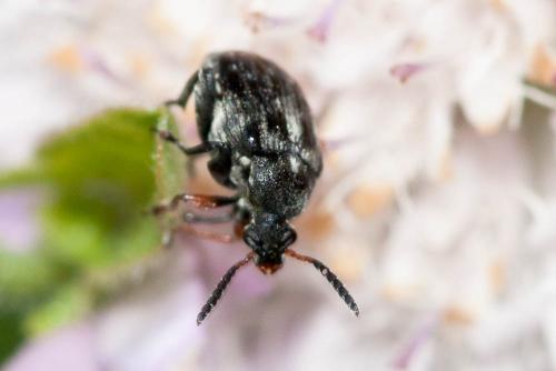 Réf. 75 590 : Bruchus rufimanus
