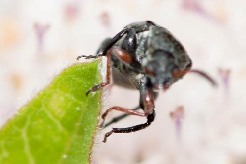 Réf. 75 591 : Bruchus rufimanus