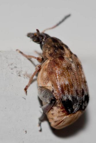 Megabruchidius tonkineus