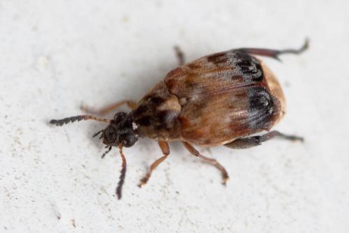 Megabruchidius tonkineus