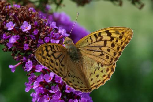 Argynnis pandora