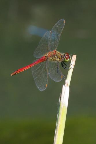 Réf. 75 471 : Sympetrum depressiusculum