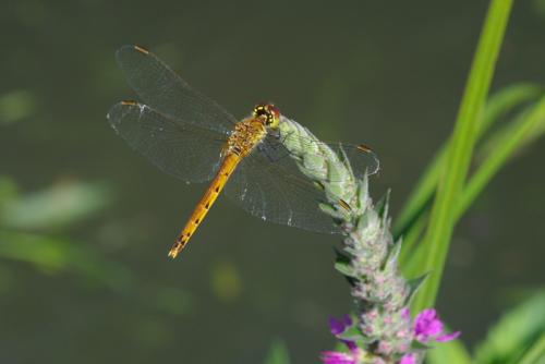 Réf. 75 472 : Sympetrum depressiusculum