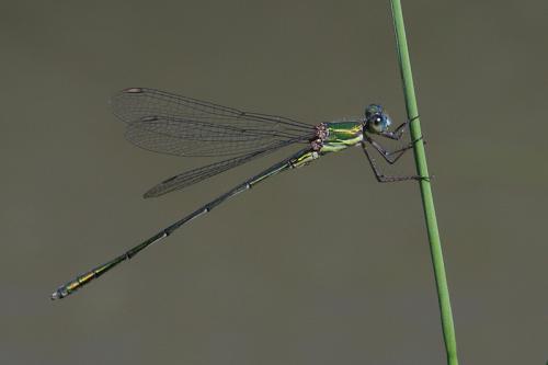 Chalcolestes viridis