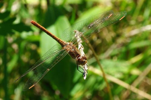 Sympetrum meridionale