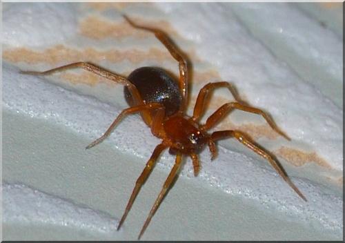 Zodarion sp.