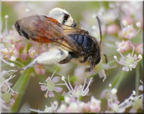 Andrena sp.