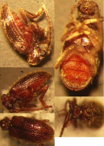 Dignomus sp.