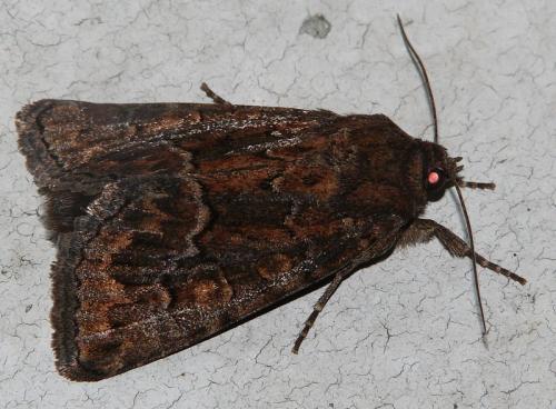 Réf. 75 875 : Thalpophila matura