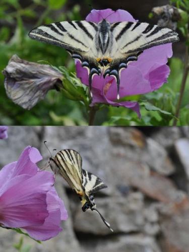 Iphiclides podalirius
