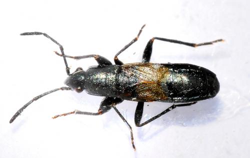 Pterotmetus staphyliniformis