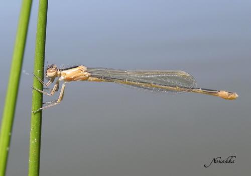 Ischnura elegans
