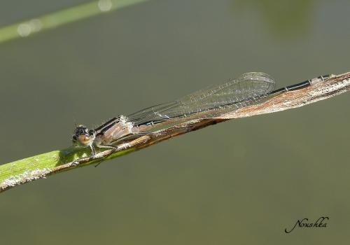 Ischnura elegans