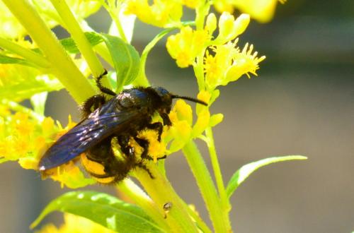 Réf. 75 606 : Megascolia maculata