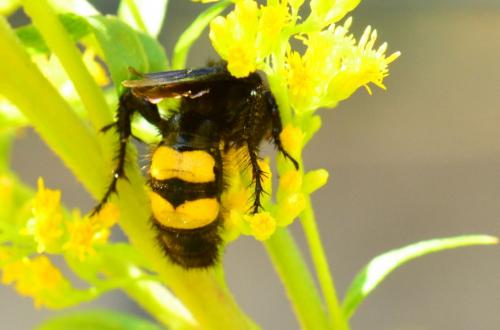 Réf. 75 607 : Megascolia maculata