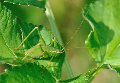 Réf. 75 837 : Leptophyes punctatissima