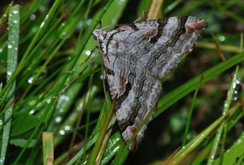 Aplocera praeformata