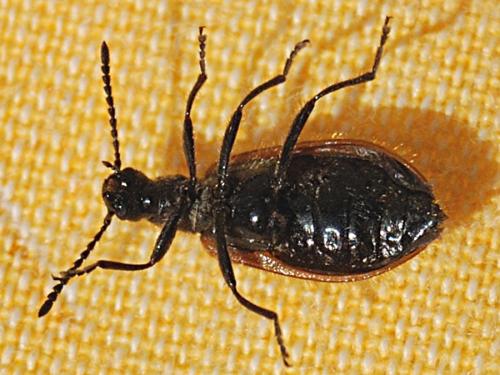 Lagria hirta