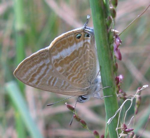 Lampides boeticus