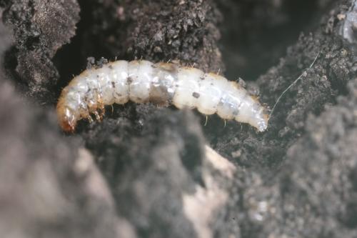 Réf. 75 917 : Biphyllus lunatus