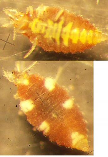 Coniopteryx sp.
