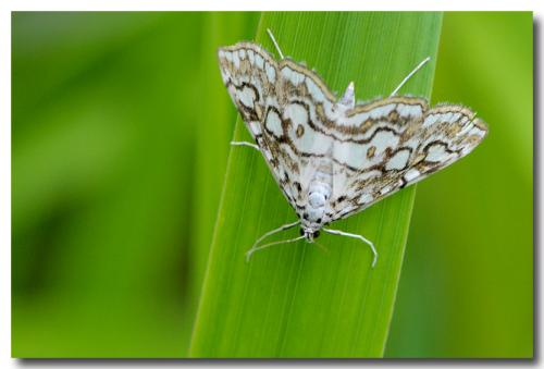 Réf. 75 627 : Elophila nymphaeata