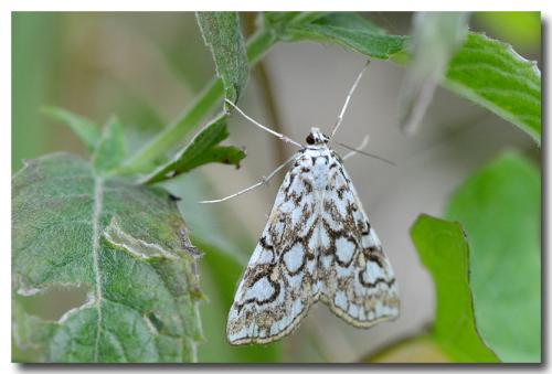 Réf. 75 628 : Elophila nymphaeata