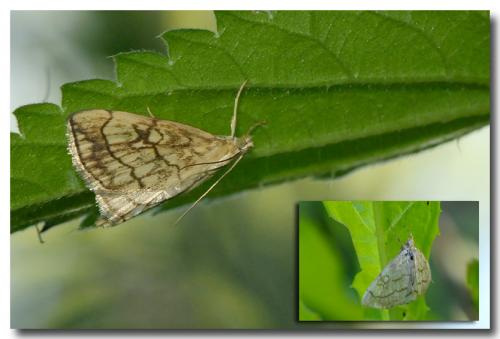 Réf. 75 844 : Evergestis pallidata