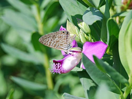 Leptotes pirithous