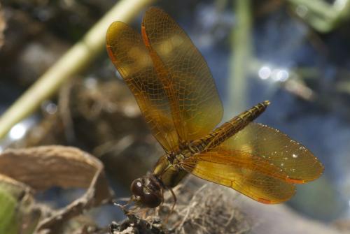 Réf. 75 889 : Perithemis sp.