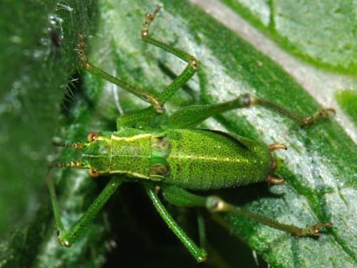 Réf. 75 793 : Leptophyes punctatissima