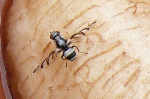 Réf. 75 545 : Myennis octopunctata