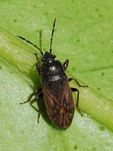 Megalonotus sp.