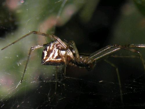 Réf. 75 662 : Linyphia triangularis