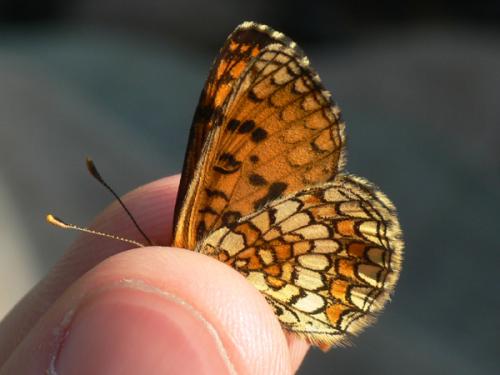Melitaea parthenoides
