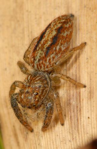 Marpissa radiata
