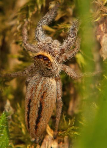 Réf. 75 736 : Marpissa radiata