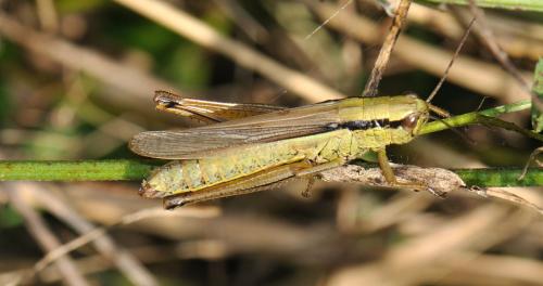 Réf. 75 600 : Mecostethus parapleurus parapleurus