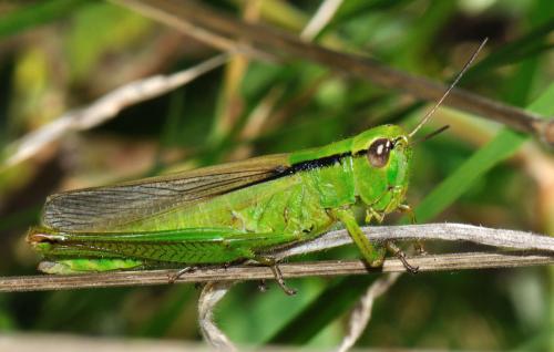Réf. 75 469 : Mecostethus parapleurus parapleurus