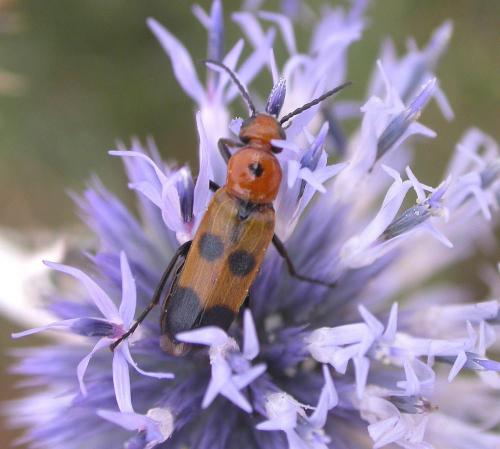 Réf. 75 029 : Nemognatha chrysomelina
