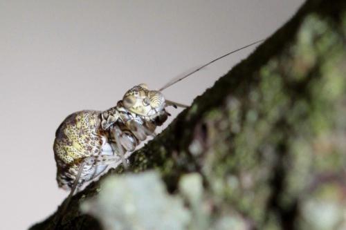 Mesopsocus sp.