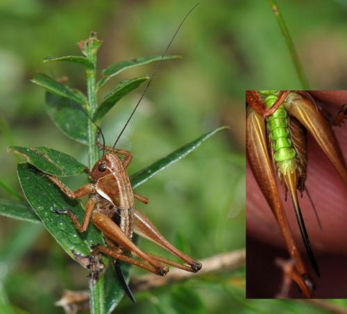 Réf. 75 980 : Tettigoniinae inconnu