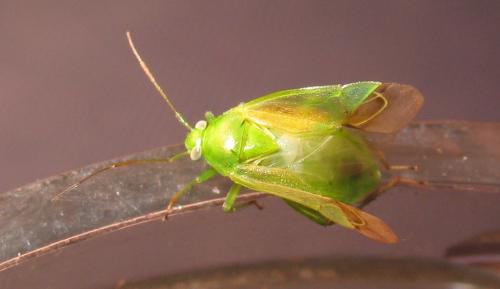 Apolygus lucorum